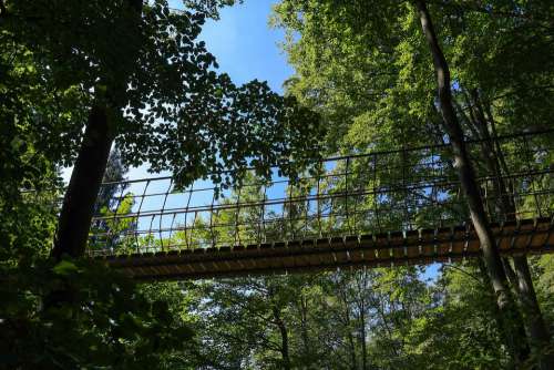 Suspension Bridge Forest Trees Nature
