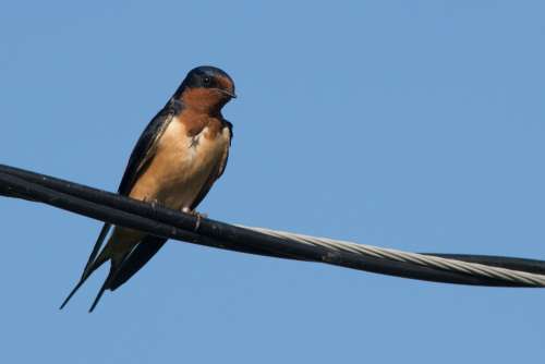 Swallow Bird Animal Nature Wildlife