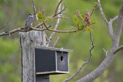 Swallow Birdhouse Canada Nature