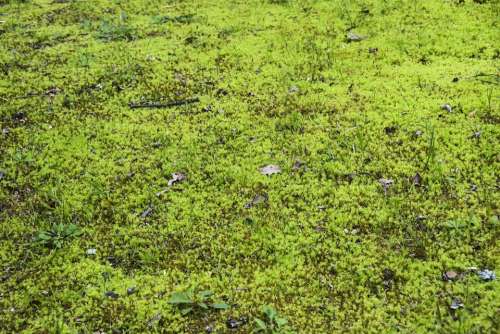 Swamp Moss Texture Wall Green Background Grass