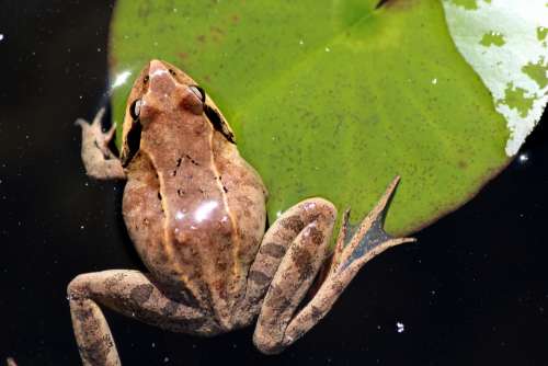 Swamp Frog Rana Arvalis Frog Amphibian Tailless