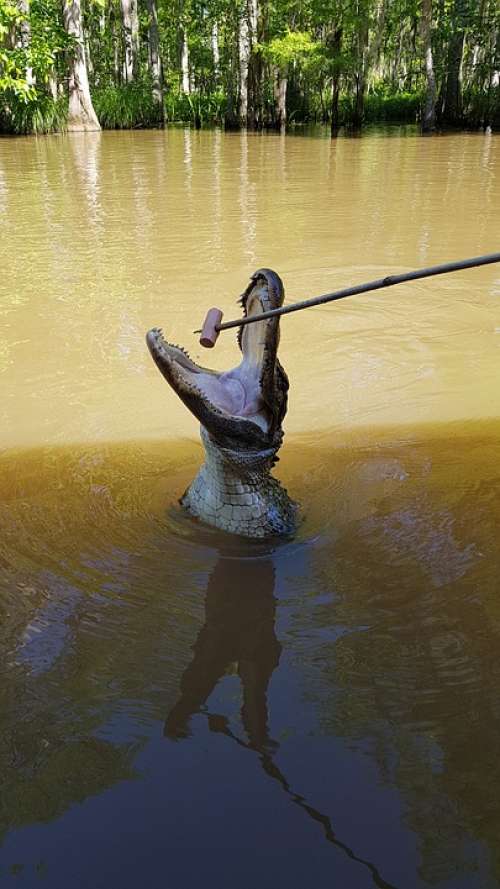 Swamp Tour Swamp Eat New Orleans Alligator Animal