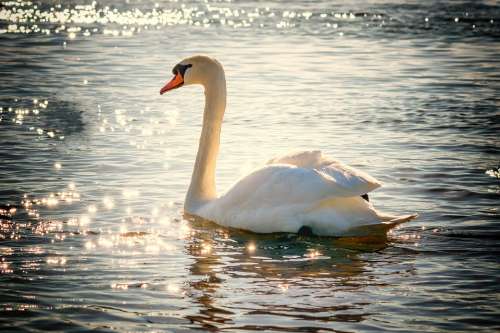 Swan Water Bird Lake White Feather Nature