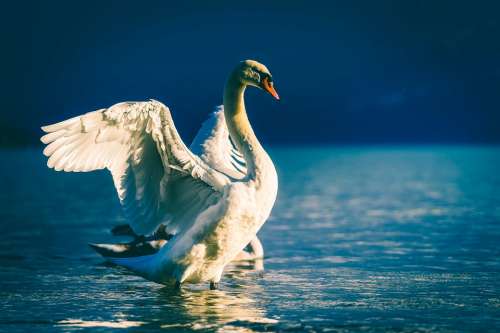 Swan Bird Wildlife Lake Water Beautiful Nature