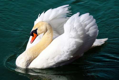 Swan Water Bird Animal Floats Pride Lake