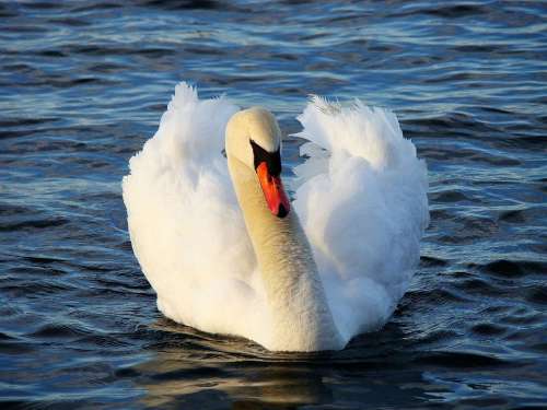 Swan Bird Animal Water Lake Waterfowl