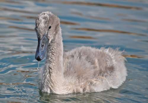 Swan Animal Water Bird Young Lake Cygnus