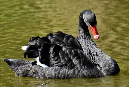 Swan Black Water Bird Elegant Lake Animal Nature