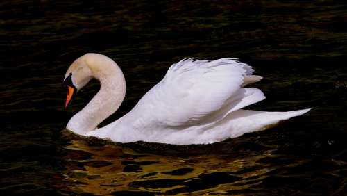 Swan Water Bird Bird Plumage White Anumtig Waters