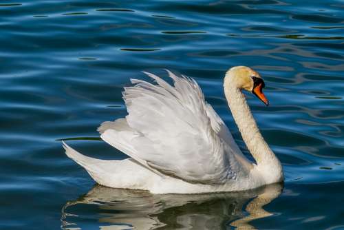 Swan Animal White Swan Bird Water Bird