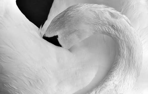 Swan Feather Plumage Water Bird Nature Animal