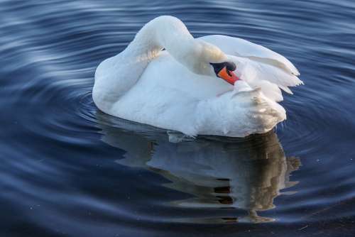 Swan Winter Water Birds
