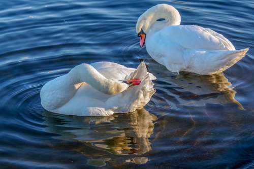 Swan Winter Water
