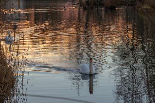 Swan Lake Mirroring Swim Bird Nature Water Bird