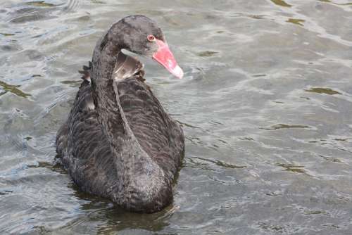 Swan Black Swan Lake New Zealand Waters Swim Bird