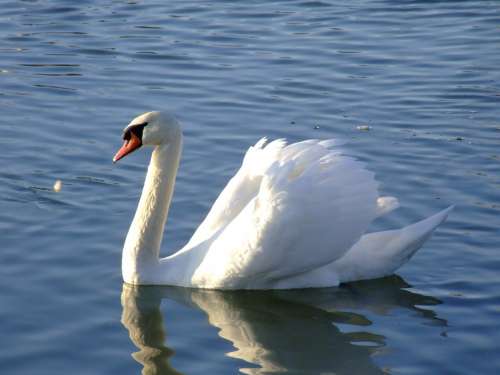 Swan Lake Bird