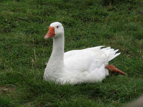 Swan Bird Swim