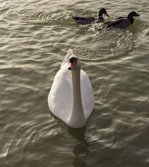 Swan Cam White Wild Ducks Teal Water Bird