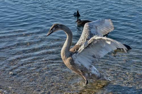Swan Water Schwimmvogel Lake Water Bird Waters