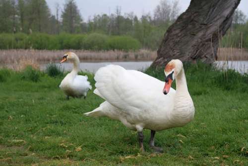 Swan Bird Swans Birds White