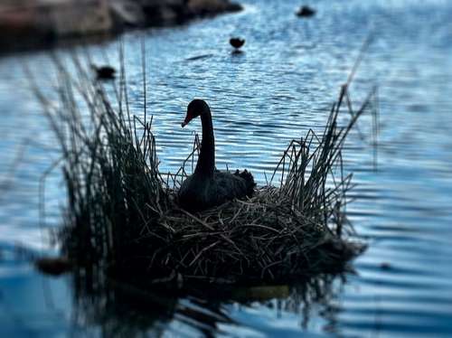 Swan Nest Bird Pond