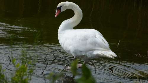 Swan Nature Water Water Bird Bird Gooseneck Pond