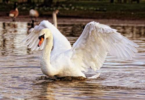 Swan Bird Nature Animal White Wildlife Lake