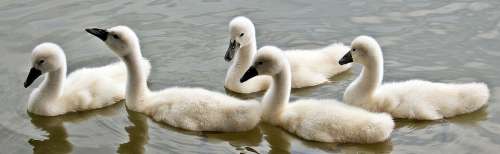 Swans Swan Young Water Waterfowl Young Swans