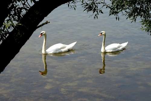 Swans Birds Water Lake Reflection