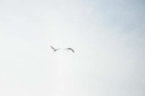 Swans Sky Clouds Flight Birds Flying Blue Nature