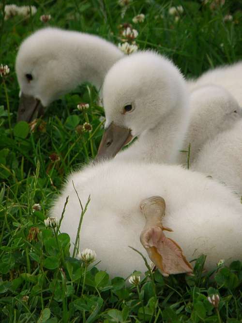 Swans Cub Bird Lawn White