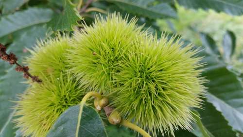 Sweet Chestnuts Chestnuts Tree Plant Food Fruit