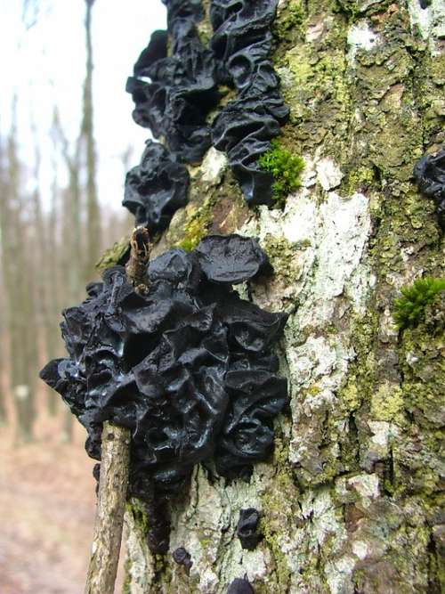 Széngömbgomba Spunk Mushroom Beech Wood