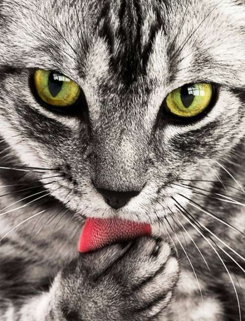 Tabby Cat Close-Up Portrait Feline Animal Pet