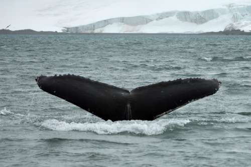 Tail Whale Antarctica Majestic Ocean Humpback