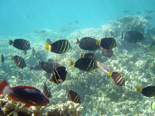Tang Surgeonfish Fish Surgeonfish Reef Ocean Sea