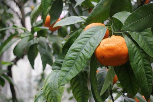 Tangerine Orange Mandarins Nutrition Fresh Citrus