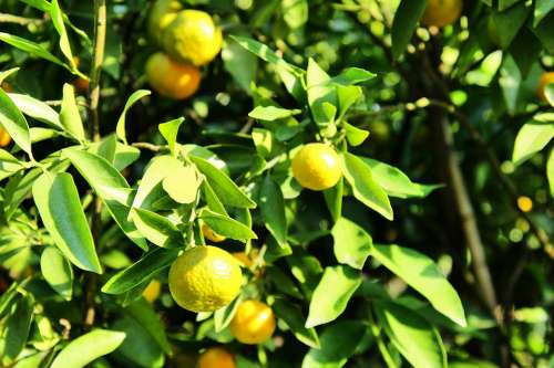 Tangerines Tree Fruit Citrus Fruits Healthy Food