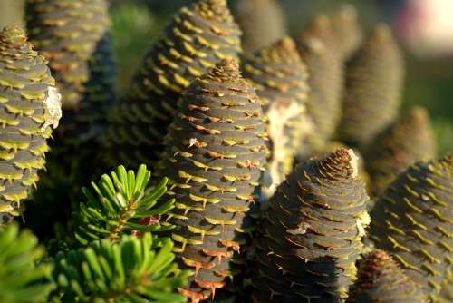 Tap Pine Cones Fir Tree Tree Nature Forest