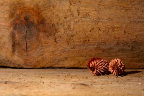 Tap Wood Nature Close Up Decoration