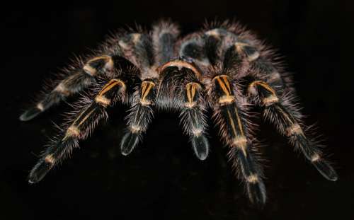 Tarantula Spider Insect Grammostola Pulchripes