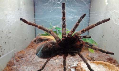 Tarantula Spider Disgust Fear Cobweb Poison Spider