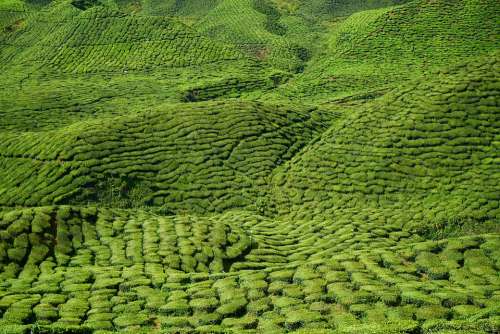Tea Field Green Landscape Plant Tea Plantation