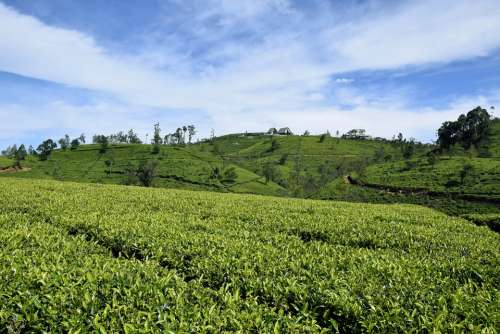 Tea Sri Lanka Ceylon Field Drink Plant Food Sky