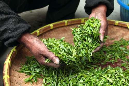 Tea Hand Fresh Green Leaves Drying Harvesting