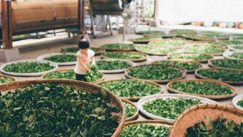 Tea Work Harvest Produce Tea Leaves