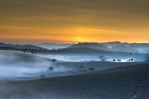 Tea Plantation Landscape Vietnam Haze Morning