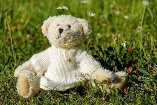 Teddy Plush Bears Cute Teddy Bear Meadow