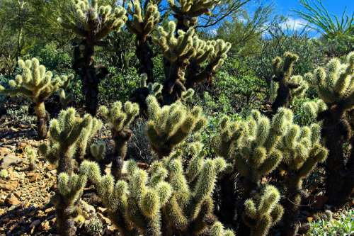 Teddy Bear Cholla Arizona-Sonora Desert Museum Tucson