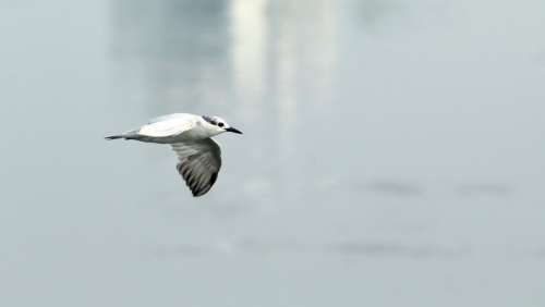 Tern Whiskered Bird Avian Flight Flying Migratory